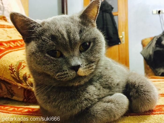 marla Dişi Scottish Fold