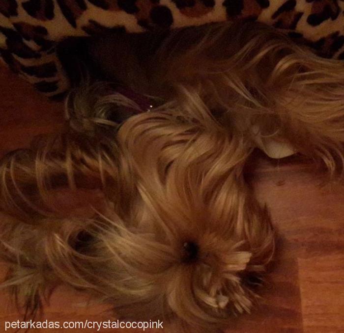 crystalcocopink Dişi Yorkshire Terrier