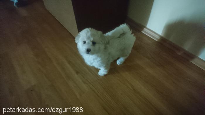 tarçın Dişi Bichon Havanese