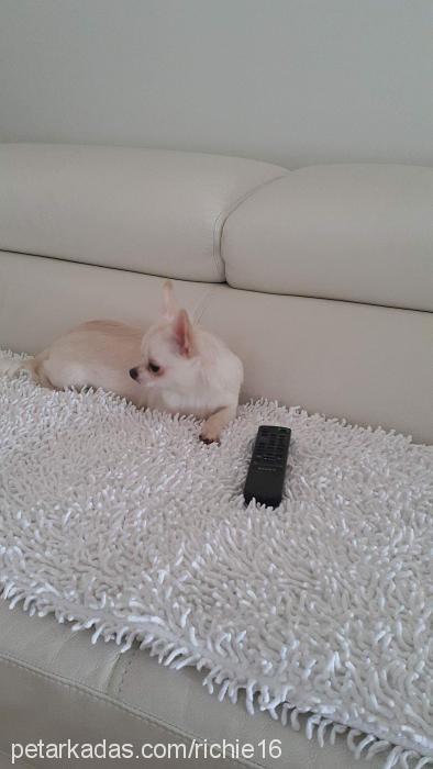 richie Erkek Chihuahua