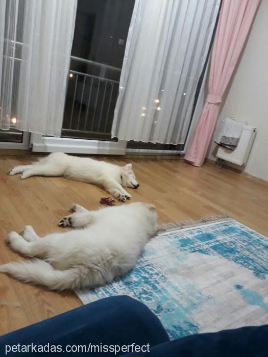 layka Dişi Samoyed