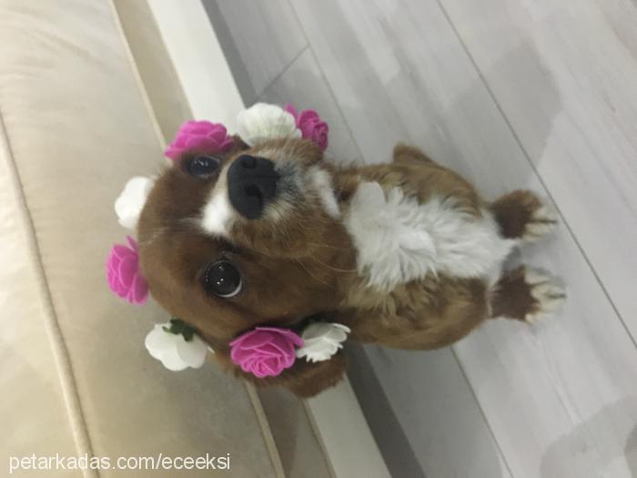 kahve Erkek Cavalier King Charles Spanieli