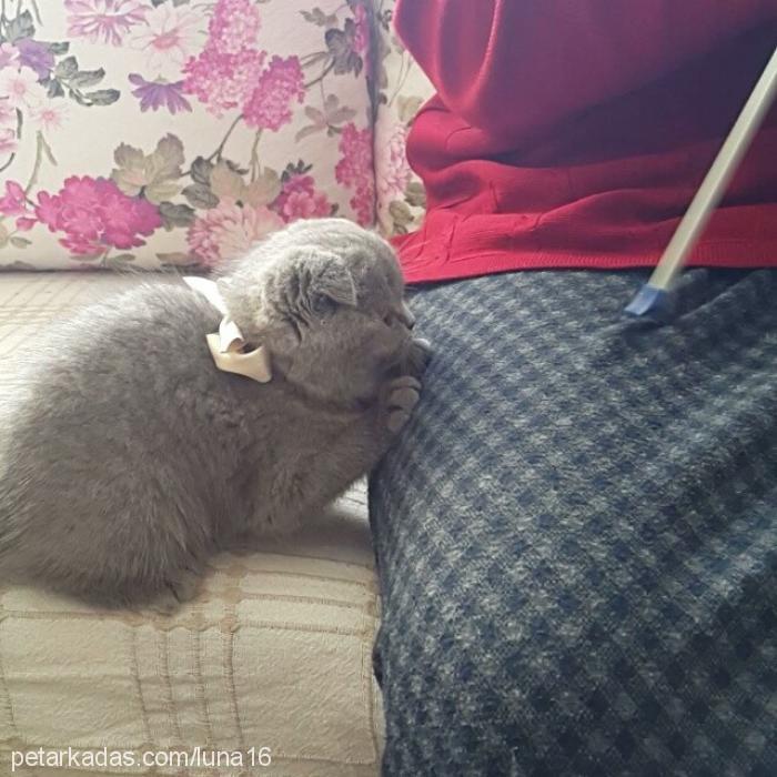 müezza Dişi Scottish Fold