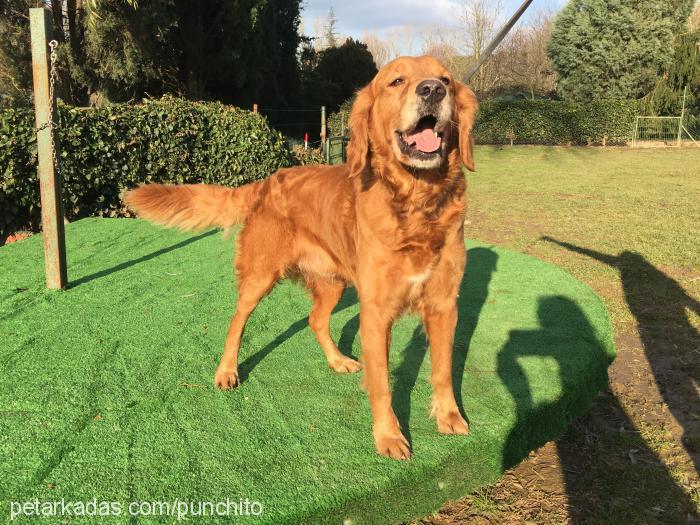 paşa Erkek Golden Retriever