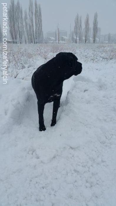 badem Dişi Cane Corso Italiano