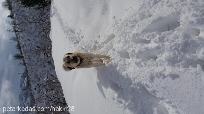 herkÜl Erkek Kangal