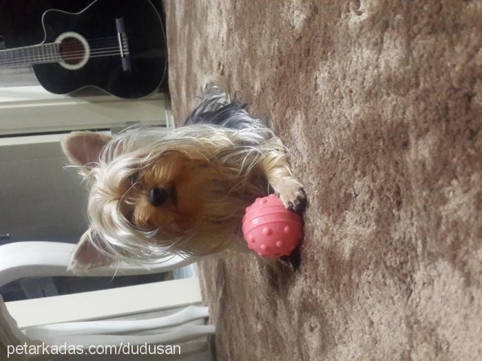 dudu Dişi Yorkshire Terrier