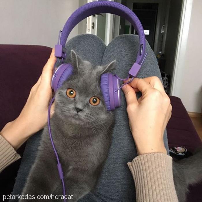 hera Dişi British Shorthair