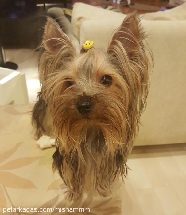 bıdık Erkek Yorkshire Terrier