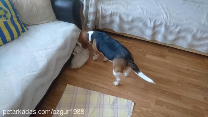 Şirin Dişi Beagle