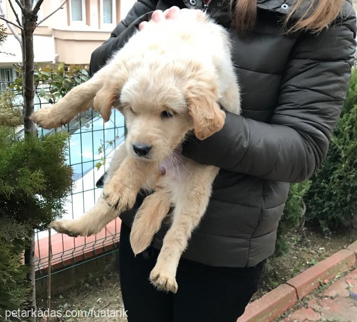 venüs Dişi Golden Retriever