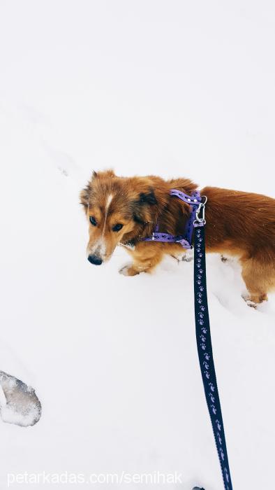 taci Erkek Border Collie