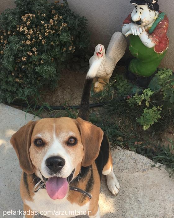 tarçın Erkek Beagle