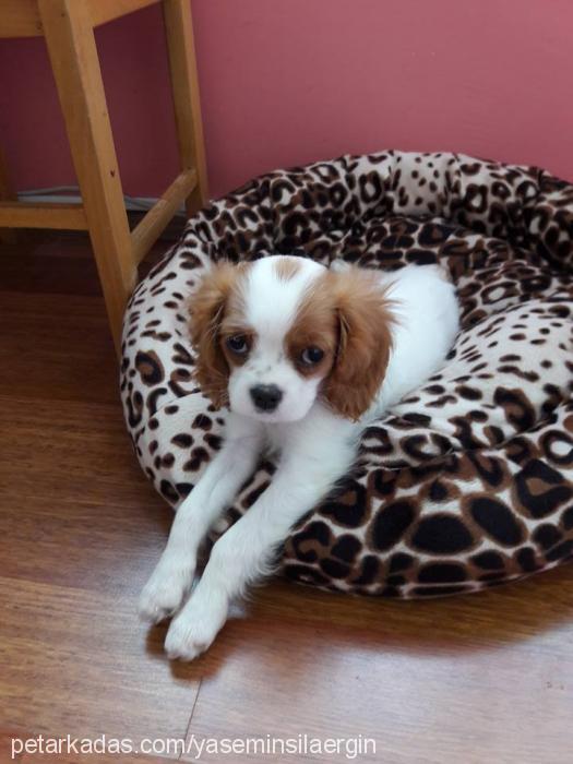 maya Dişi Cavalier King Charles Spanieli