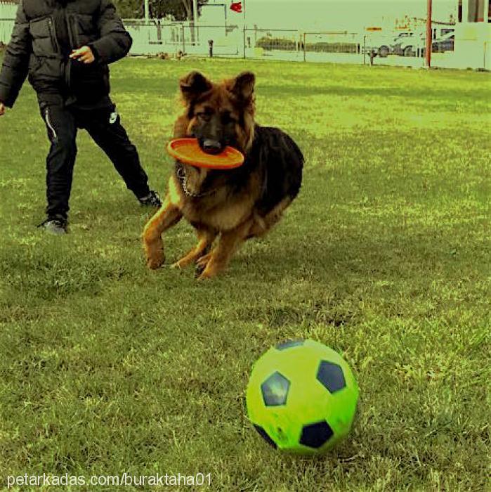 maximus Erkek Alman Çoban Köpeği