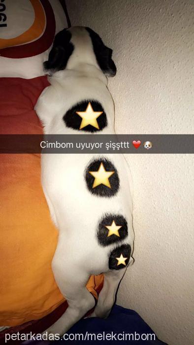 cimbom Erkek Fransız Bulldog