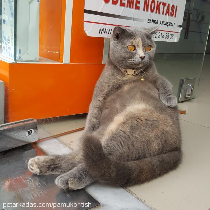 pamuk Dişi British Shorthair