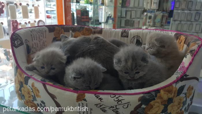 pamuk Dişi British Shorthair