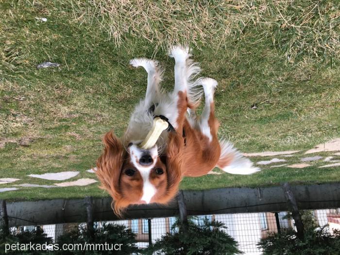 king Erkek Cavalier King Charles Spanieli