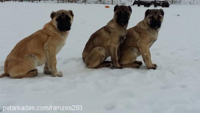 kangalyavruları Erkek Kangal