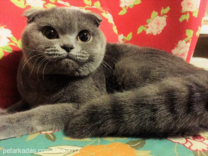 luna Dişi Scottish Fold