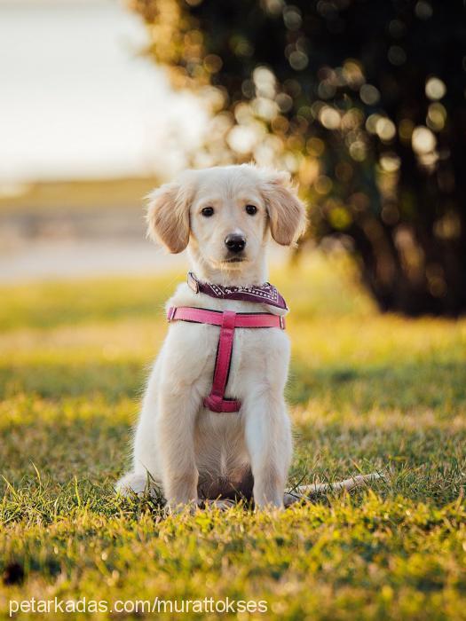 Şiva Dişi Golden Retriever