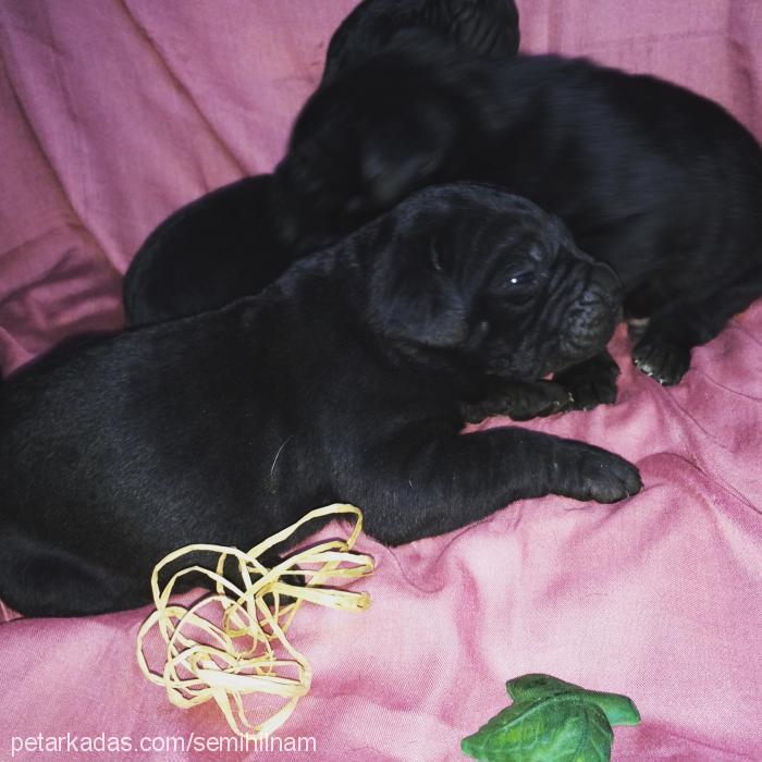 betty Dişi Cane Corso Italiano