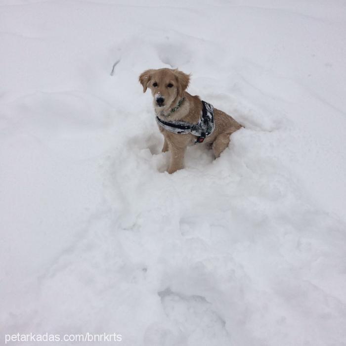 kaju Erkek Golden Retriever