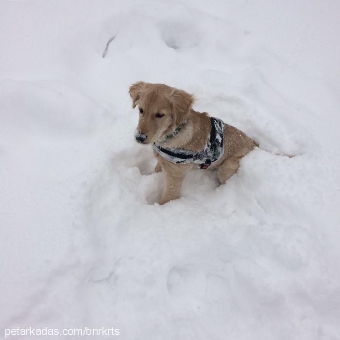 kaju Erkek Golden Retriever