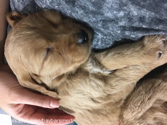 badem Dişi Amerikan Cocker Spaniel