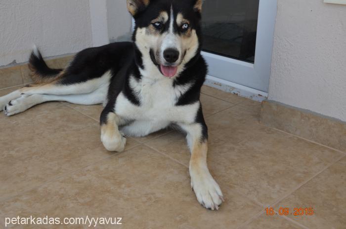 ice Dişi Sibirya Kurdu (Husky)