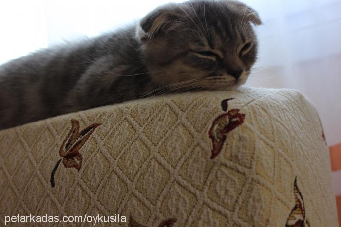 paşamgölge Erkek Scottish Fold