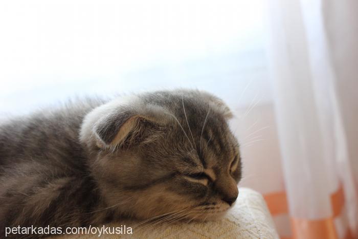 paşamgölge Erkek Scottish Fold