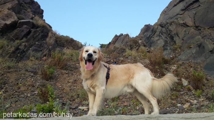 jenga Erkek Golden Retriever