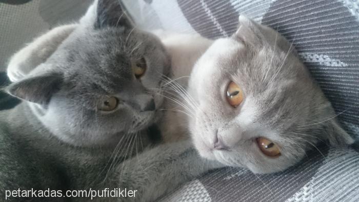 yumak Dişi Scottish Fold