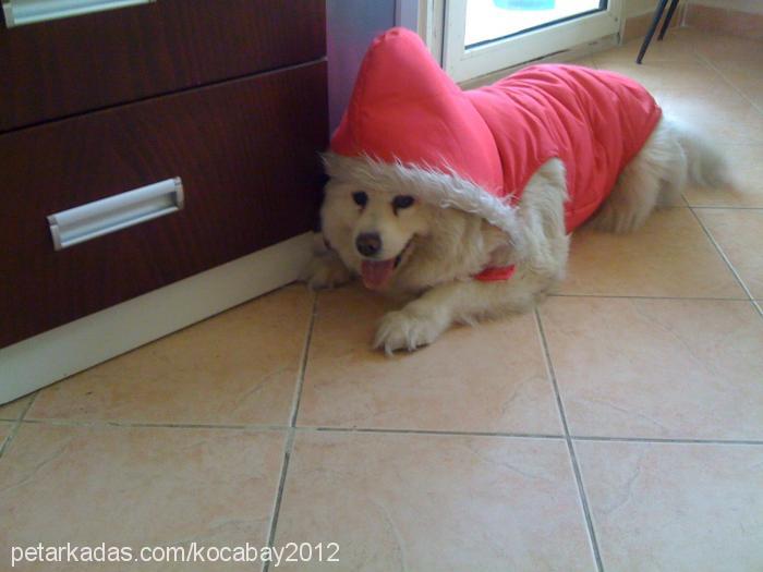 candy Dişi Samoyed