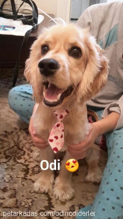 odin Erkek İngiliz Cocker Spaniel