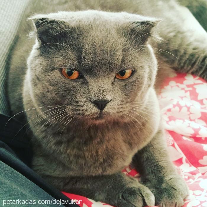 gratis Erkek British Shorthair