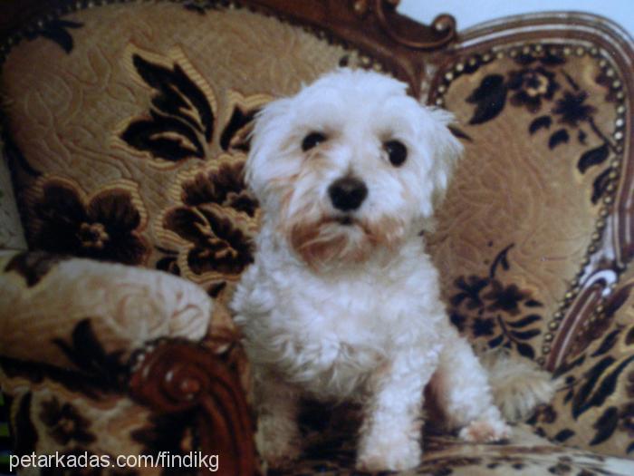 kırpık Erkek West Highland White Terrier