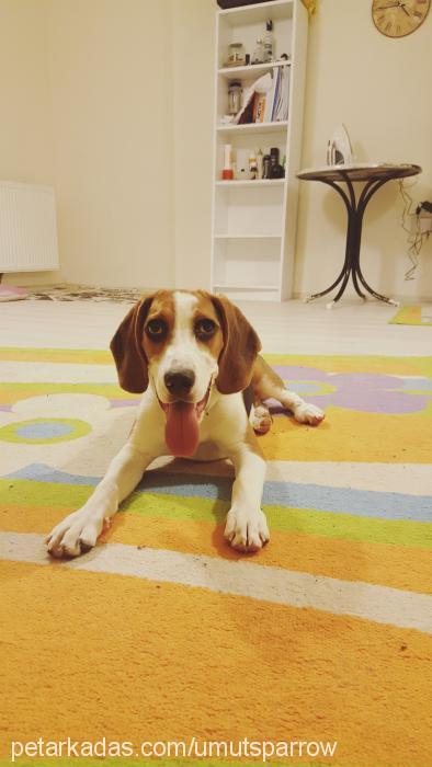 kaptanjacksparr Erkek Beagle