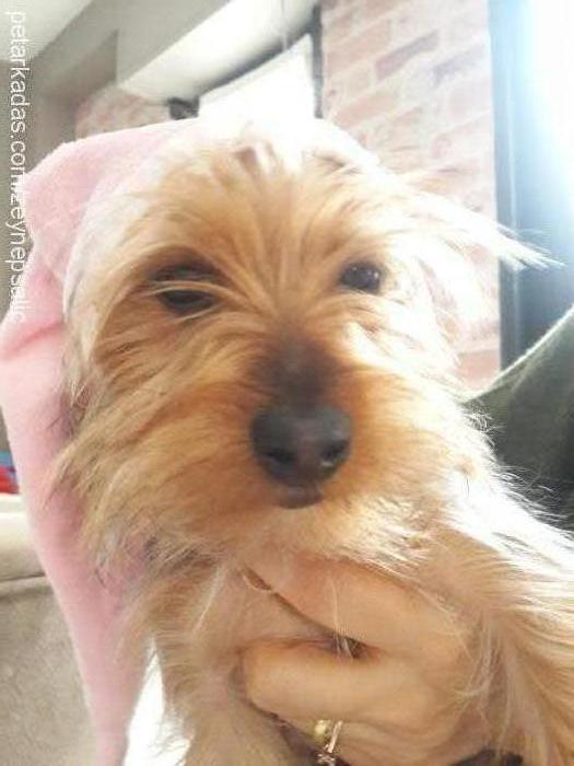 cherry Dişi Yorkshire Terrier