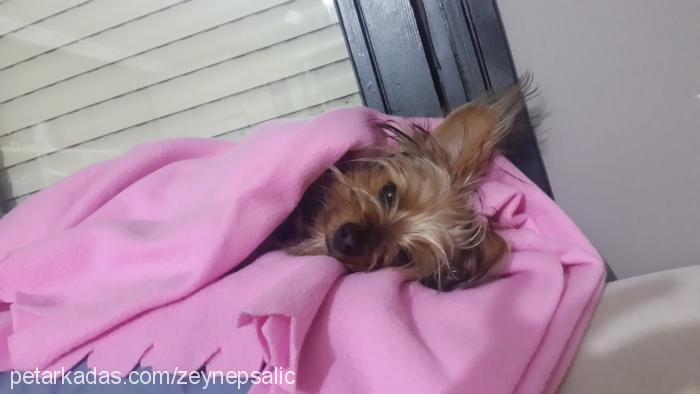 cherry Dişi Yorkshire Terrier