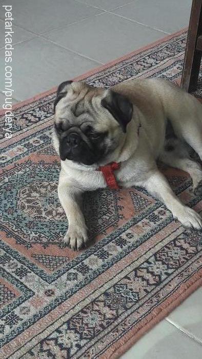 pug Dişi Pug