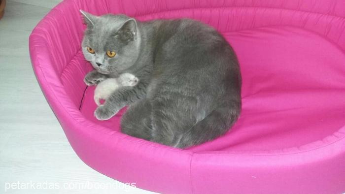 paris Dişi British Shorthair