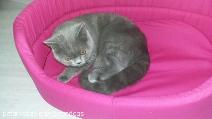 paris Dişi British Shorthair