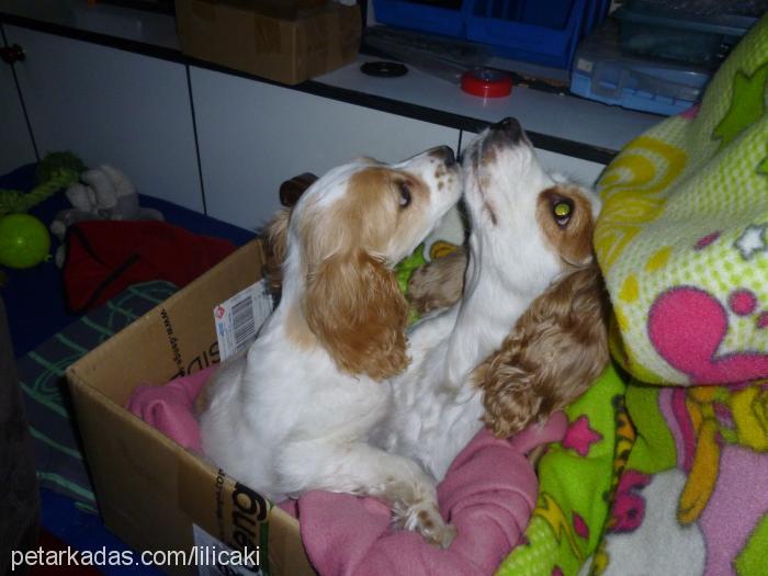 çapkın Erkek İngiliz Cocker Spaniel