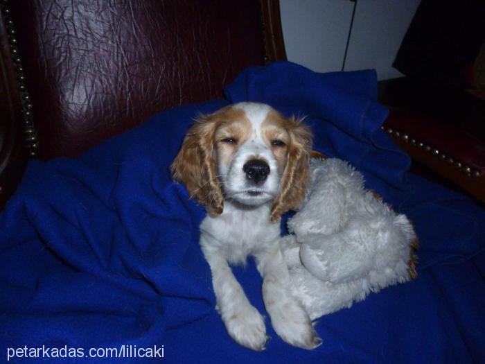 çapkın Erkek İngiliz Cocker Spaniel