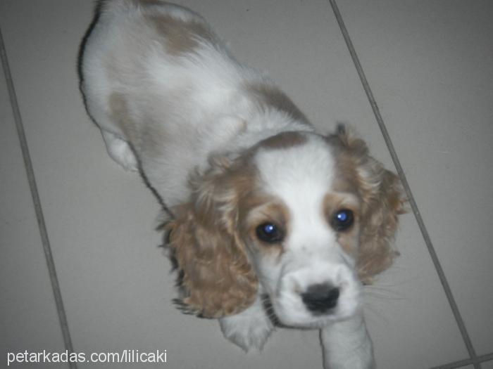 çaki Erkek İngiliz Cocker Spaniel