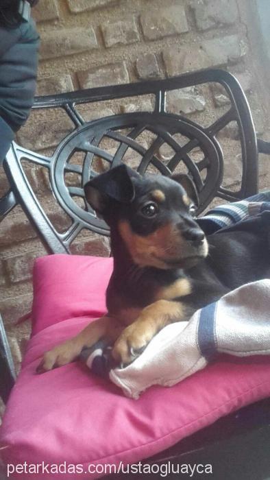 mari Erkek Minyatür Pinscher