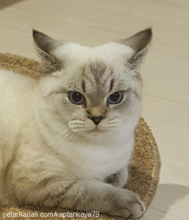 ares Erkek British Shorthair